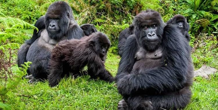 4 Days Uganda Gorilla Fly-In Safari 2026 image 3