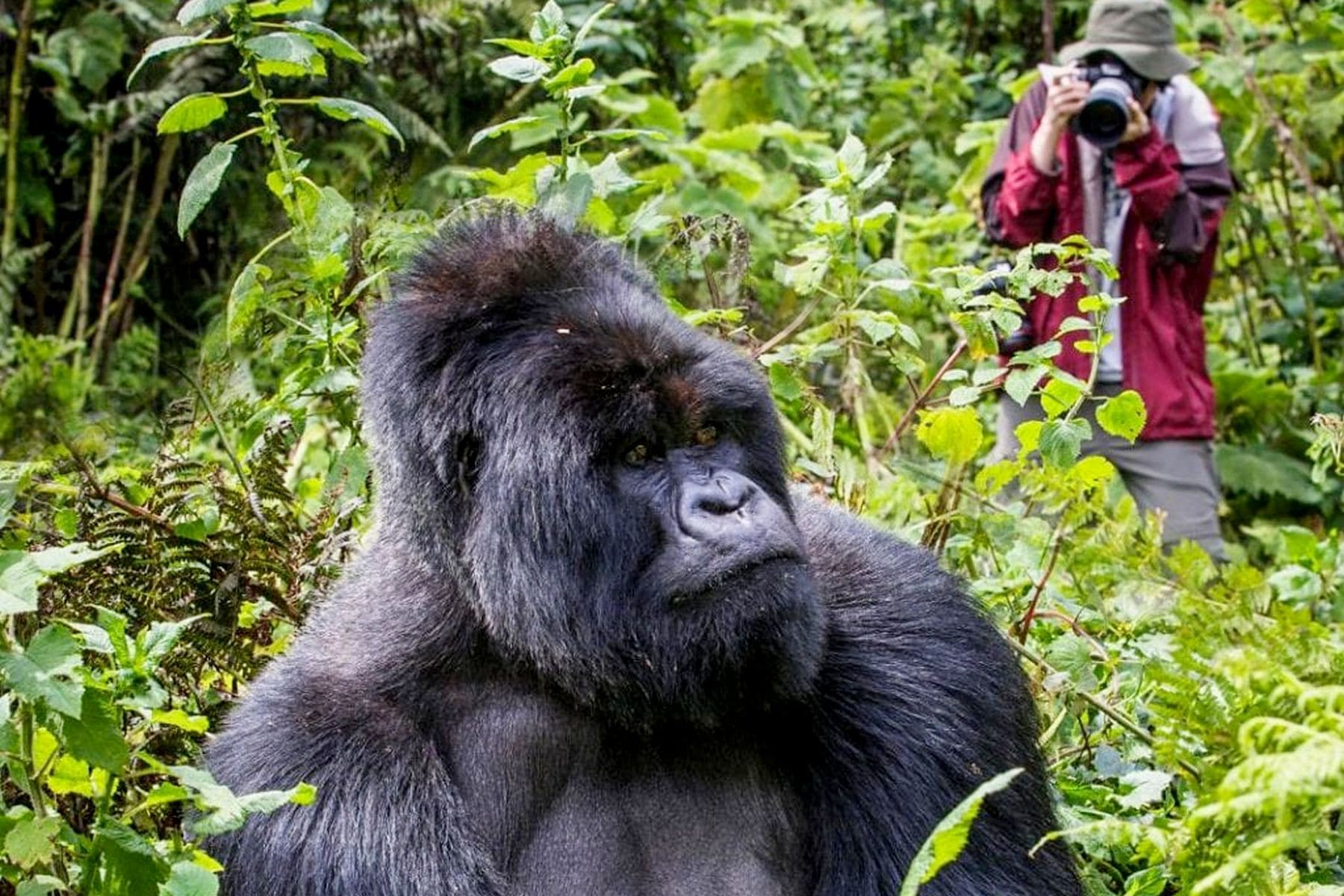 4 Days Uganda Gorilla Fly-In Safari 2026 image 4